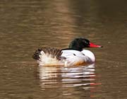 Picture/image of Common Merganser
