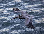 Picture/image of Brown Pelican
