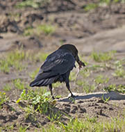 Picture/image of American Crow