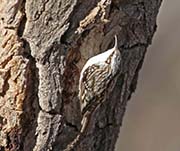 Picture/image of Brown Creeper