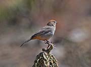 Picture/image of Canyon Towhee