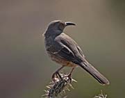 Picture/image of Curve-billed Thrasher