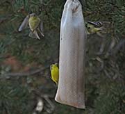 Picture/image of Lesser-Texas Goldfinch
