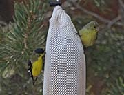 Picture/image of Lesser-Texas Goldfinch