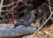 Picture/image of White-winged Dove