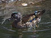 Picture/image of Wood Duck