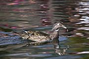 Picture/image of Wood Duck