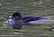 Picture/image of Hooded Merganser