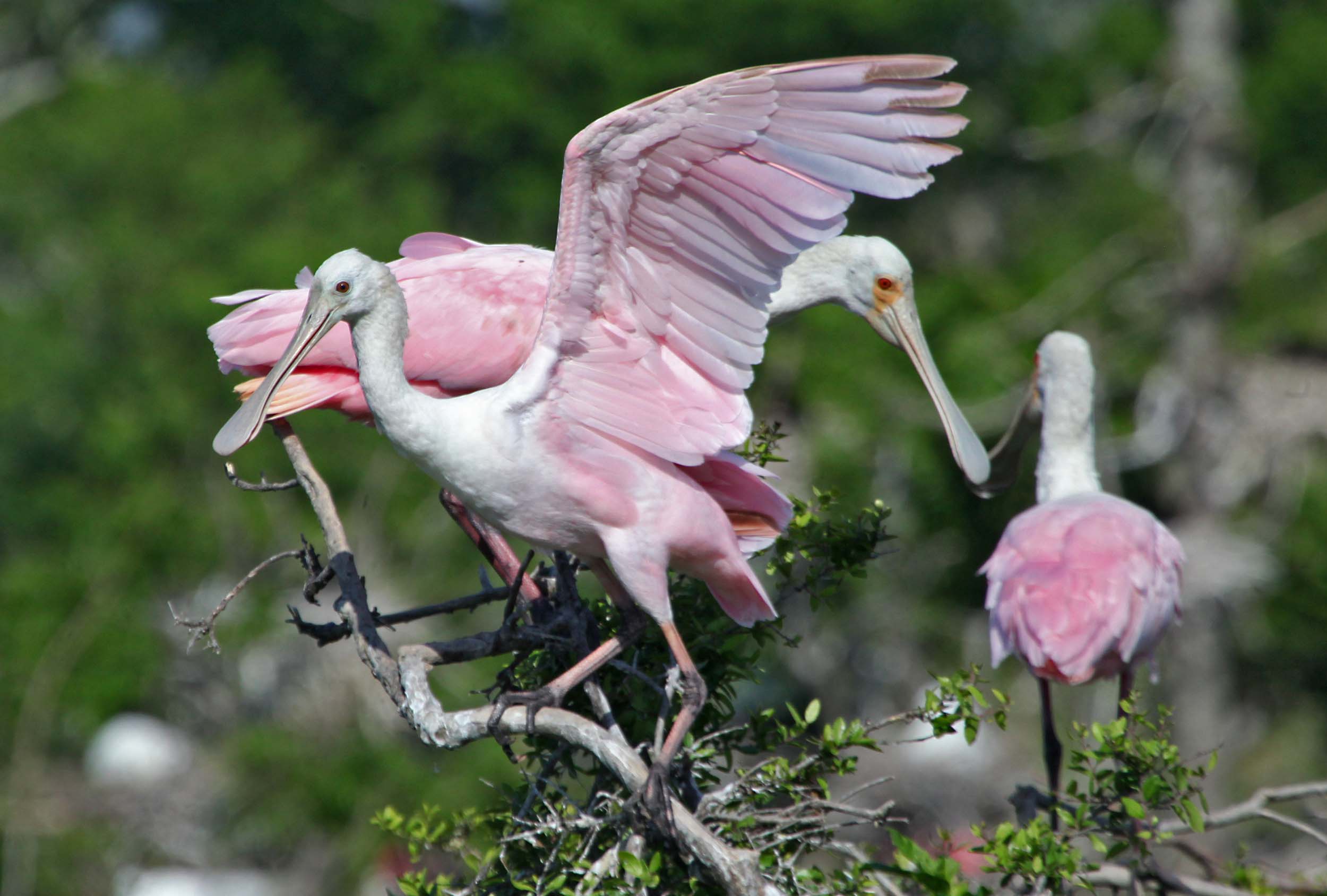 Texas 8 by 8 Texas 8 by 8 3dRose phl_260185_1 Pot Holder Roseate spoonbills bickering in the nest High Island