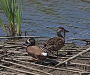Picture/image of Blue-winged Teal