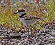 Picture/image of Killdeer