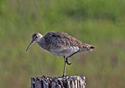 Picture/image of Willet