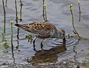 Picture/image of Dunlin