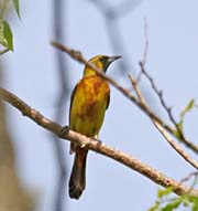 Picture/image of Orchard Oriole