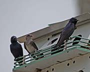 Picture/image of Purple Martin