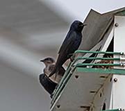 Picture/image of Purple Martin