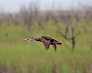 Picture/image of Mottled Duck