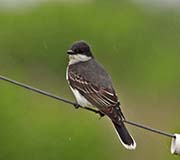 Picture/image of Eastern Kingbird