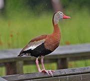 Picture/image of Black-bellied Whistling Duck
