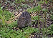 Neotropical Bird Sanctuary