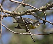 Picture/image of Northern Parula