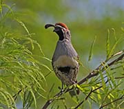 Picture/image of Gambel's Quail