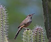 Picture/image of Cactus Wren