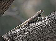 Picture/image of Desert Botanical Garden