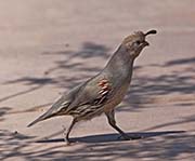 Picture/image of Gambel's Quail