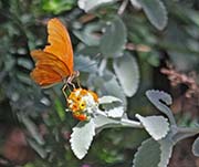 Picture/image of Desert Botanical Garden