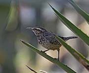 Picture/image of Cactus Wren