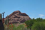 Picture/image of Desert Botanical Garden