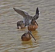 Picture/image of Long-billed Dowitcher