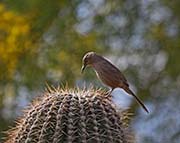 Picture/image of Curve-billed Thrasher