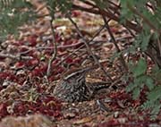 Picture/image of Cactus Wren