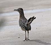 Picture/image of Greater Roadrunner