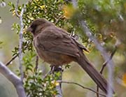 Picture/image of Abert's Towhee