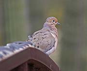 Picture/image of Mourning Dove