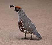 Picture/image of Gambel's Quail