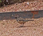 Picture/image of Cactus Wren
