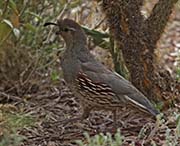 Picture/image of Gambel's Quail