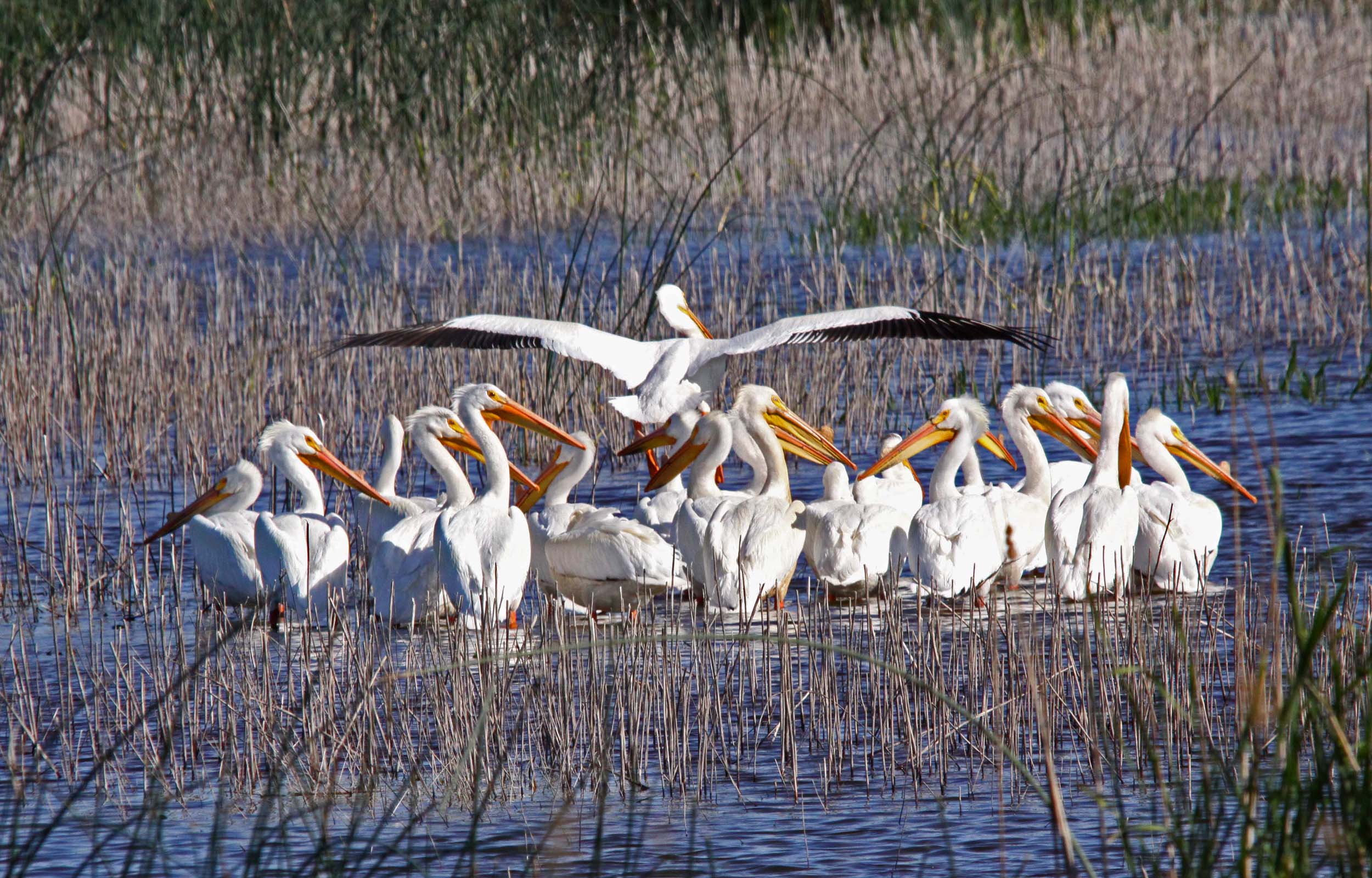 Pictures And Information On American White Pelican