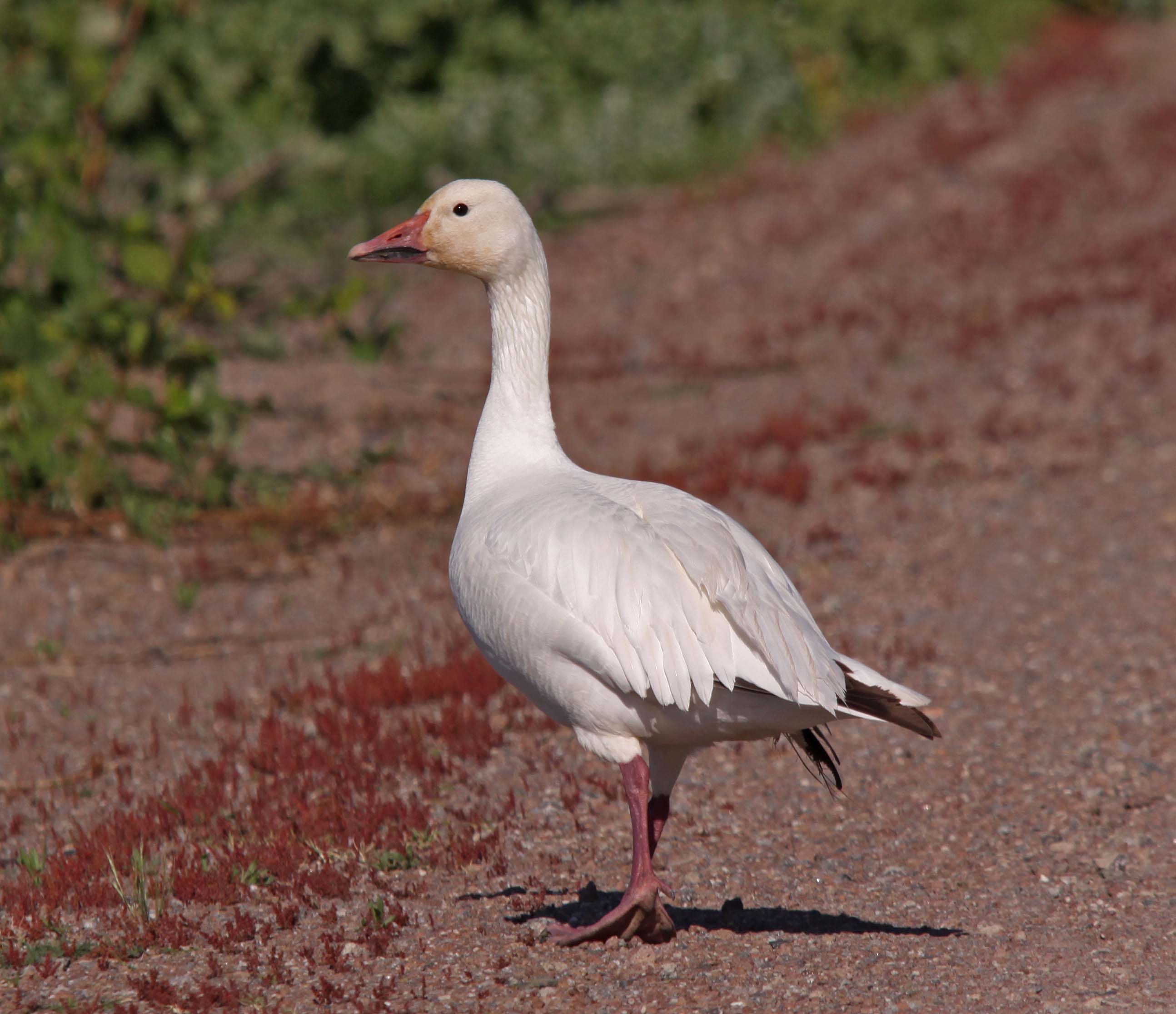 Pictures and information on Snow Goose