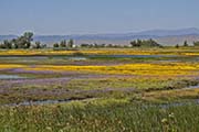 Picture/image of Sacramento Wildlife Refuge