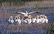 Picture/image of American White Pelican