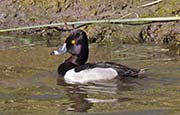 Picture/image of Ring-necked Duck