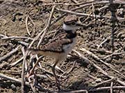 Picture/image of Killdeer