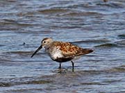 Picture/image of Dunlin