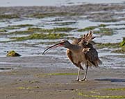 Picture/image of Long-billed Curlew