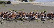 Picture/image of Dunlin